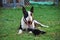 Bull Terrier