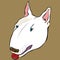 Bull terrier