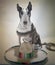 Bull Terrier Bandito Portrait large sombrero