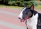 Bull Terrier black and white portrait.