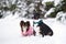 Bull terrier and chihuahua dogs posing together in winter