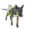 Bull terrier, chihuahua and saddlebag