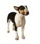 Bull Terrier dog