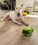 Bull terrier dog and chewed rugby rubber dog toy