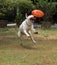 Bull terrier dog playing and bite rubber dog toy