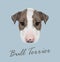 Bull Terrier Dog Portrait.