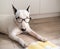 Bull terrier dog with vintage eyeglasses