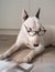 Bull terrier dog with vintage eyeglasses