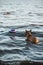 Bull terrier dog in water play with puller toy