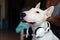 Bull Terrier dog wearing some music helmets in his ears