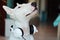 Bull Terrier dog wearing some music helmets in his ears