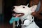 Bull Terrier dog wearing some music helmets in his ears