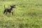 Bull terrier in the grass