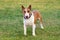 Bull terrier on green grass