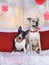 Bull terrier and his mixed breed buddy posing for Christmas