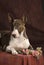 Bull Terrier holding a rose