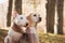 A Bull Terrier and Labrador cuddled in a scarf share a serene moment