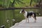 Bull terrier puppy dog on a wooden pier at a lake, copy space, detail with selected focus and narrow depth of field