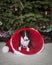 Bull Terrier puppy inside of a Santa hat