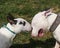 Bull terrier puppy kissing a big bully