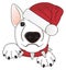 Bull terrier in red hat