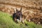 Bull terrier resting in plowed field