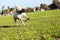 Bull Terrier Running in the Park with Toy