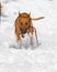 Bull Terrier running in the snow