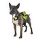 Bull terrier and saddlebag