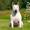 Bull Terrier sitting on the green meadow in a summer green field. Bull Terrier dog sitting on the grass with summer landscape in