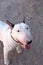 Bull Terrier smiling and looking up for his picture