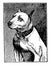 Bull Terrier, vintage illustration
