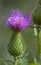 Bull Thistle Blossom - Cirsium vulgare Spear Thistle