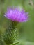 Bull Thistle Blossom - Cirsium vulgare Spear Thistle