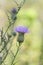 Bull Thistle Blossom - Cirsium vulgare Spear Thistle