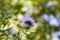 Bull Thistle Blossom - Cirsium vulgare Spear Thistle