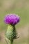 Bull Thistle Blossom - Cirsium vulgare Spear Thistle