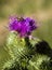 Bull Thistle Blossom - Cirsium vulgare Spear Thistle