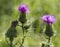 Bull Thistle Blossom - Cirsium vulgare Spear Thistle