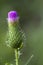 Bull Thistle Bud- Cirsium vulgare Spear Thistle