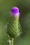 Bull Thistle Bud- Cirsium vulgare Spear Thistle