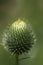 Bull Thistle Bud- Cirsium vulgare (Spear Thistle)