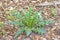 Bull Thistle growing on forest floor