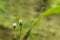 Bull Thistle or labeled cirsium vulgarer magenta color flowers native plant