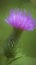 Bull Thistle Lavender Blossom Digitally Painted
