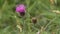 A Bull Thistle Plant