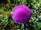 Bull thistle thorny weed with beautiful pink flower in closeup view