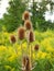 Bull Thistle with yellow Goldenrod in background