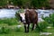 Bull at Tibetan villages on the Sichuan-Tibet border