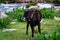 Bull at Tibetan villages on the Sichuan-Tibet border